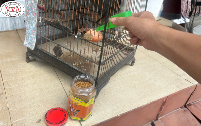 Hướng dẫn cách nuôi Chim Chào Mào căng lửa tự nhiên năm 2025
