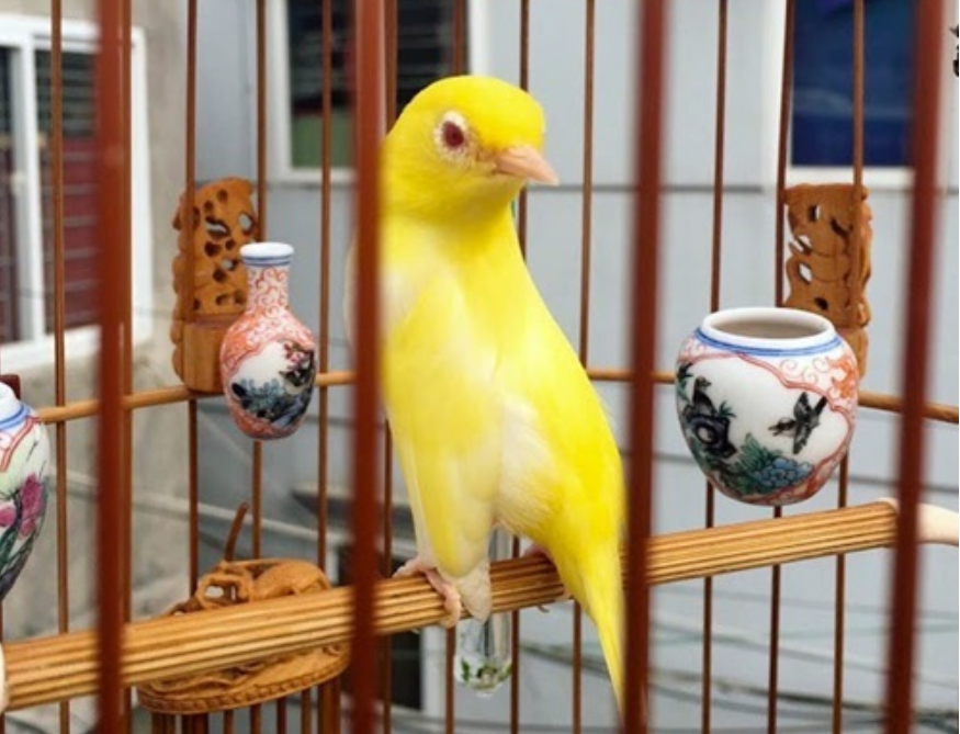 Luyện giọng cho chim vành khuyên hót hay - Nhanh đi đấu số 1 » Lồng Chim  Đất Việt