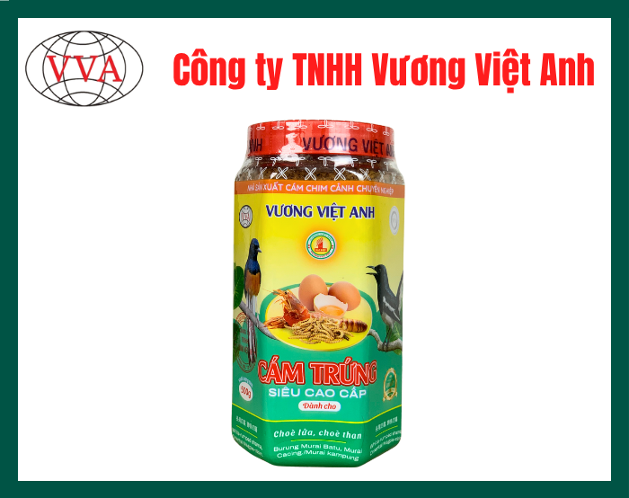 Cám trứng  dành cho Chòe lửa - Chòe than Vương Việt Anh